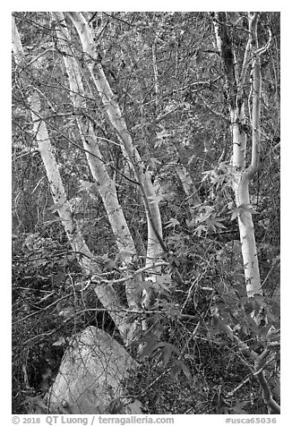 Trees and leaves, Tahquitz Canyon, Palm Springs. Santa Rosa and San Jacinto Mountains National Monument, California, USA (black and white)