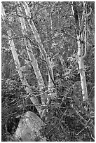 Trees and leaves, Tahquitz Canyon, Palm Springs. Santa Rosa and San Jacinto Mountains National Monument, California, USA ( black and white)