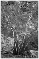 Trees and rocks, Tahquitz Canyon, Palm Springs. Santa Rosa and San Jacinto Mountains National Monument, California, USA ( black and white)