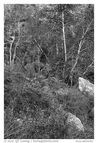 Wildflowers and trees, Tahquitz Canyon, Palm Springs. Santa Rosa and San Jacinto Mountains National Monument, California, USA (black and white)