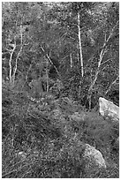 Wildflowers and trees, Tahquitz Canyon, Palm Springs. Santa Rosa and San Jacinto Mountains National Monument, California, USA ( black and white)