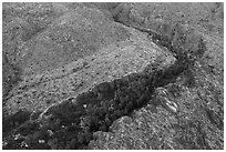 Aerial view of canyon with palm trees. Santa Rosa and San Jacinto Mountains National Monument, California, USA ( black and white)