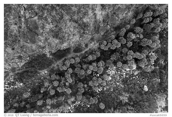Aerial view of palm trees looking down. Santa Rosa and San Jacinto Mountains National Monument, California, USA (black and white)