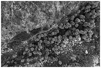 Aerial view of palm trees looking down. Santa Rosa and San Jacinto Mountains National Monument, California, USA ( black and white)