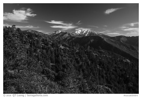 Mount San Antonio (Mount Baldy) rises above pine forest. San Gabriel Mountains National Monument, California, USA (black and white)