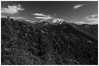 Mount San Antonio (Mount Baldy) rises above pine forest. San Gabriel Mountains National Monument, California, USA ( black and white)