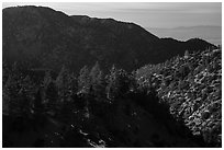 Pine trees and ridges. San Gabriel Mountains National Monument, California, USA ( black and white)