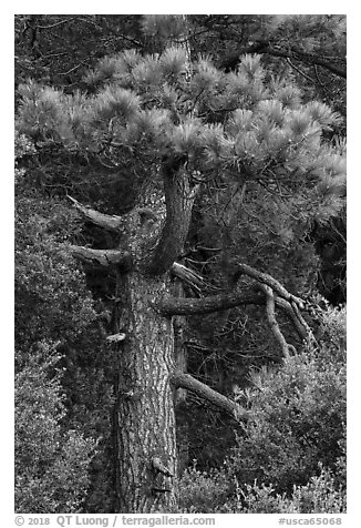 Pine tree. San Gabriel Mountains National Monument, California, USA (black and white)