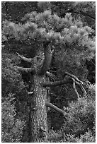 Pine tree. San Gabriel Mountains National Monument, California, USA ( black and white)