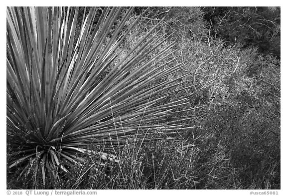 Succulent and shurb. San Gabriel Mountains National Monument, California, USA (black and white)