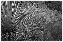 Succulent and shurb. San Gabriel Mountains National Monument, California, USA ( black and white)