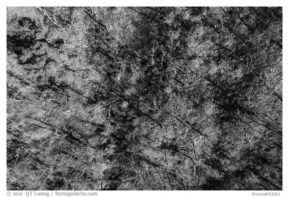 Aerial view of bare trees on hill, Cache Creek Wilderness. Berryessa Snow Mountain National Monument, California, USA (black and white)