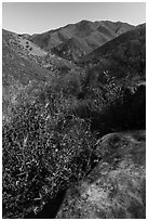 Stebbins Cold Canyon Reserve, Putah Creek Wildlife Area. Berryessa Snow Mountain National Monument, California, USA ( black and white)