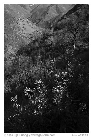 Spring wildflowers above Cold Canyon, Putah Creek Wildlife Are. Berryessa Snow Mountain National Monument, California, USA (black and white)