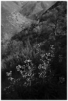 Spring wildflowers above Cold Canyon, Putah Creek Wildlife Are. Berryessa Snow Mountain National Monument, California, USA ( black and white)