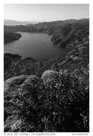 Ridgeline view of spring wildflowers above Lake Berryessa. Berryessa Snow Mountain National Monument, California, USA (black and white)