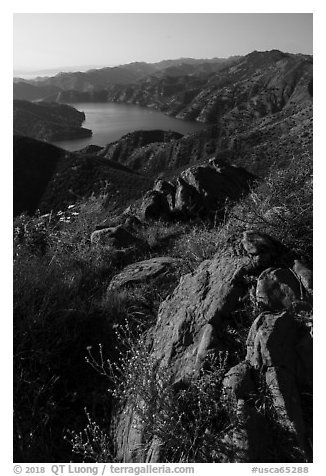 Wildflowers on Blue Ridge above Lake Berryessa. Berryessa Snow Mountain National Monument, California, USA (black and white)