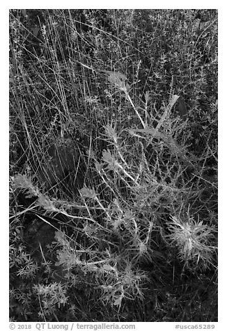 Indian Paintbrush, Stebbins Cold Canyon Reserve. Berryessa Snow Mountain National Monument, California, USA (black and white)