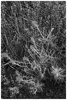 Indian Paintbrush, Stebbins Cold Canyon Reserve. Berryessa Snow Mountain National Monument, California, USA ( black and white)