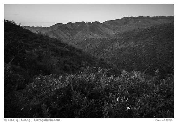 Wildflowers above Cold Canyon at dusk. Berryessa Snow Mountain National Monument, California, USA (black and white)