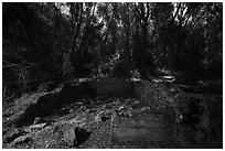 Old Homestead site, Stebbins Cold Canyon Reserve. Berryessa Snow Mountain National Monument, California, USA ( black and white)