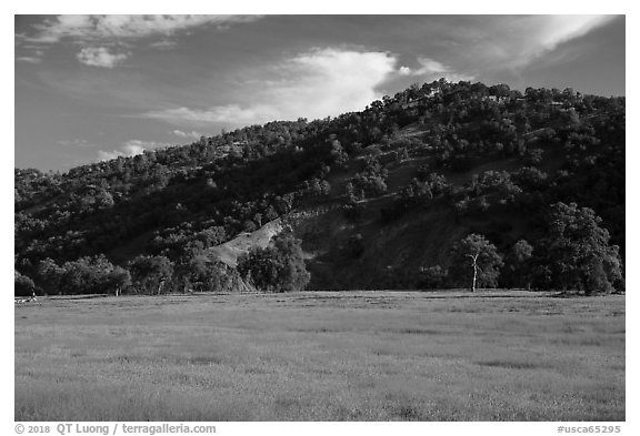 Meadow with yellow carpet of wildflowers, Knoxville Wildlife Area. Berryessa Snow Mountain National Monument, California, USA (black and white)