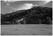 Meadow with yellow carpet of wildflowers, Knoxville Wildlife Area. Berryessa Snow Mountain National Monument, California, USA ( black and white)