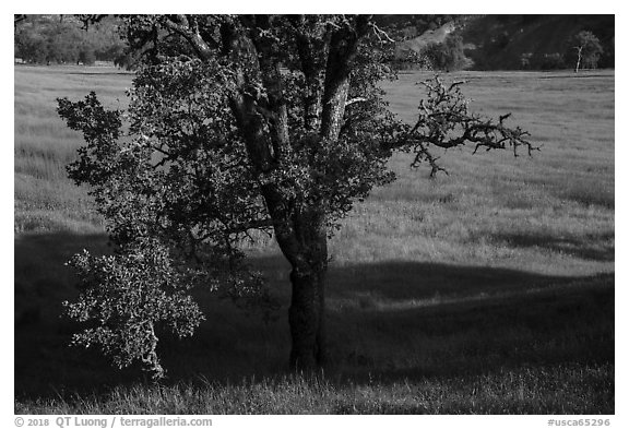 Oak and wildflower covered meadow, Knoxville Wildlife Area. Berryessa Snow Mountain National Monument, California, USA (black and white)