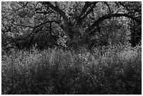 Backlit oak tree in the spring. Berryessa Snow Mountain National Monument, California, USA ( black and white)