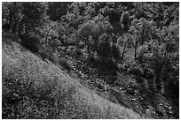 Wildflowers above Eticuera Creek. Berryessa Snow Mountain National Monument, California, USA ( black and white)