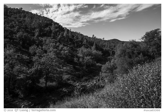 Wildflowers and hills above Eticuera Creek. Berryessa Snow Mountain National Monument, California, USA (black and white)