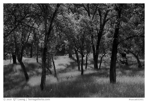 Oaks and grasses in spring, Knoxville Wildlife Area. Berryessa Snow Mountain National Monument, California, USA (black and white)