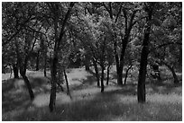 Oaks and grasses in spring, Knoxville Wildlife Area. Berryessa Snow Mountain National Monument, California, USA ( black and white)
