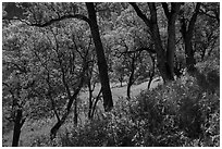 Wildflowers and oak trees in spring. Berryessa Snow Mountain National Monument, California, USA ( black and white)