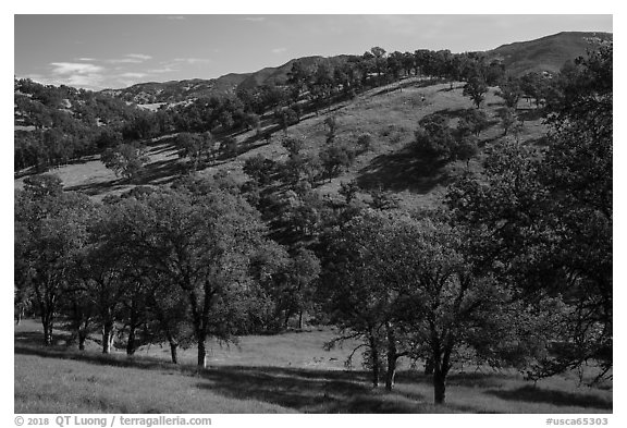 Oak trees and hills in spring. Berryessa Snow Mountain National Monument, California, USA (black and white)
