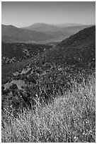 Wildflowers, Indian Springs Reservoir, and Snow Mountain. Berryessa Snow Mountain National Monument, California, USA ( black and white)