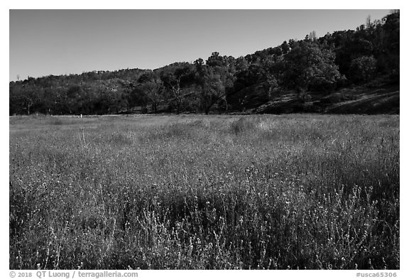 Meadow with wildflowers, Cache Creek Wilderness. Berryessa Snow Mountain National Monument, California, USA (black and white)