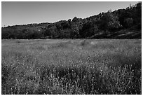 Meadow with wildflowers, Cache Creek Wilderness. Berryessa Snow Mountain National Monument, California, USA ( black and white)