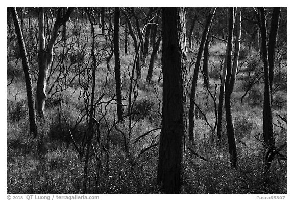 Charred trees, Cache Creek Wilderness. Berryessa Snow Mountain National Monument, California, USA (black and white)