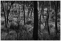 Charred trees, Cache Creek Wilderness. Berryessa Snow Mountain National Monument, California, USA ( black and white)