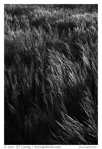 Grasses in spring, Cache Creek Wilderness. Berryessa Snow Mountain National Monument, California, USA (black and white)