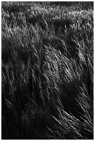 Grasses in spring, Cache Creek Wilderness. Berryessa Snow Mountain National Monument, California, USA ( black and white)