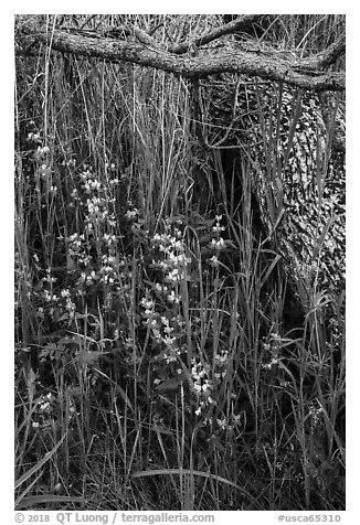 Lupine, grasses, and fallen branches, Cache Creek Wilderness. Berryessa Snow Mountain National Monument, California, USA (black and white)