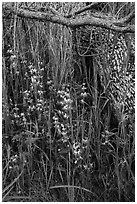 Lupine, grasses, and fallen branches, Cache Creek Wilderness. Berryessa Snow Mountain National Monument, California, USA ( black and white)