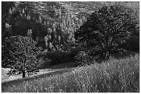Ridge top view in spring, Cache Creek Wilderness. Berryessa Snow Mountain National Monument, California, USA ( black and white)