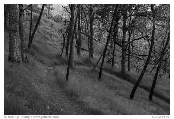 Red Bud Trail curve, Cache Creek Wilderness. Berryessa Snow Mountain National Monument, California, USA (black and white)