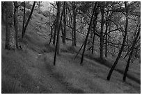 Red Bud Trail curve, Cache Creek Wilderness. Berryessa Snow Mountain National Monument, California, USA ( black and white)