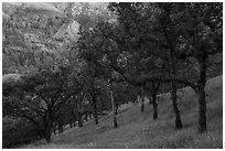 Blue Oaks on steep slope, Cache Creek Wilderness. Berryessa Snow Mountain National Monument, California, USA ( black and white)