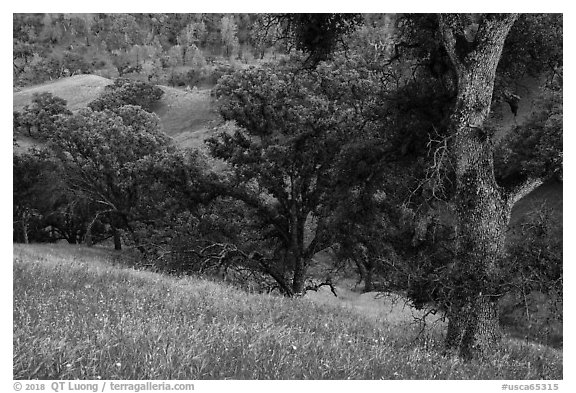 Blue Oak trees and valley in springtime, Cache Creek Wilderness. Berryessa Snow Mountain National Monument, California, USA (black and white)