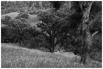 Blue Oak trees and valley in springtime, Cache Creek Wilderness. Berryessa Snow Mountain National Monument, California, USA ( black and white)